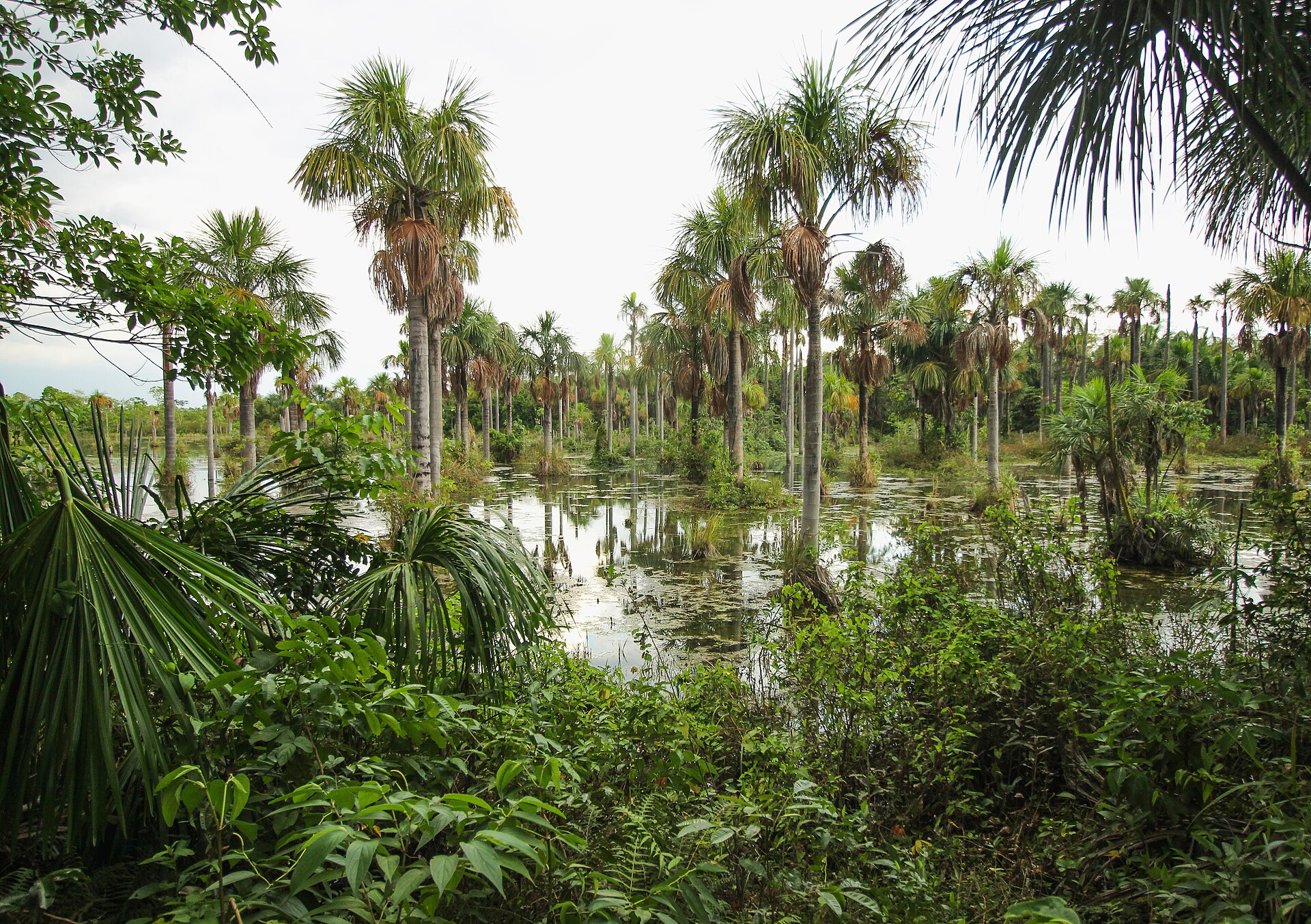 Imagem de referência de Área de Proteção Ambiental das Cabeceiras do Rio Cuiabá, descrito nos dados abertos como área de Proteção Ambiental das Cabeceiras do Rio Cuiabá de nível Estadual, localizado (a) em NOVA BRASILIA (MT), Nova Mutum (MT), Nobres (MT), Planalto da Serra (MT), Rosário Oeste (MT)