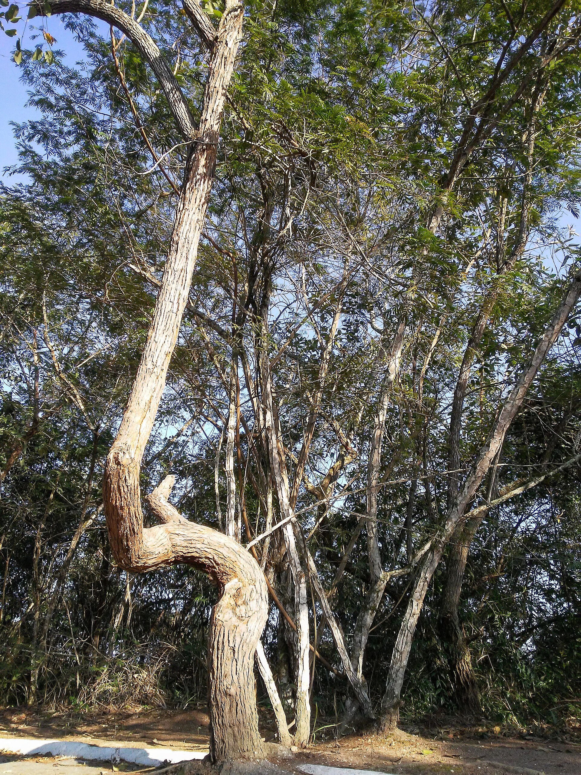 Imagem de referência de Área de Proteção Ambiental das Estâncias de Pendotiba, descrito nos dados abertos como área de Proteção Ambiental das Estâncias de Pendotiba de nível Municipal, localizado (a) em São Gonçalo (RJ)
