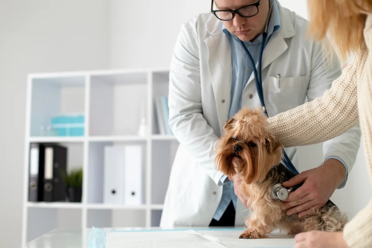 Cão lambendo as patas em excesso pode indicar problemas físicos e mentais