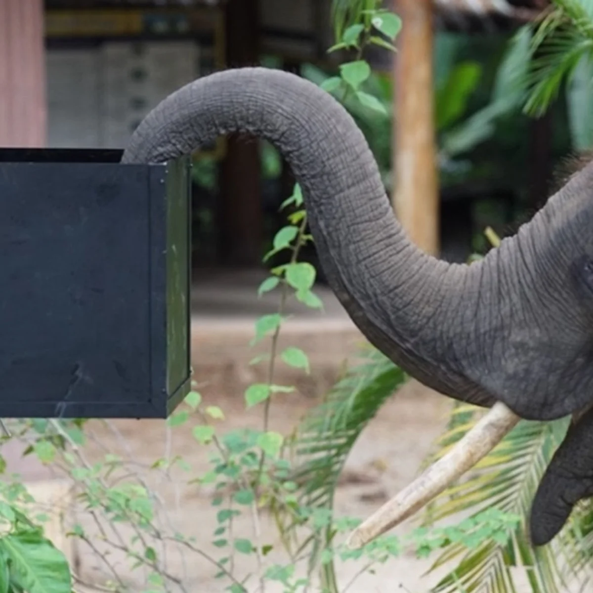 Elefantes mostram autocontrole diante de comida em teste psicológico