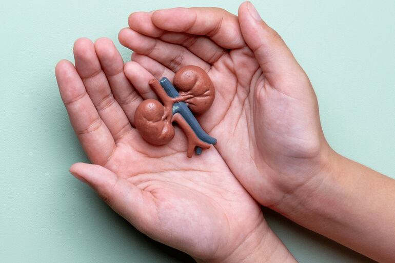 Doença renal atinge cerca de 1 em cada 10 brasileiros: veja mitos e verdades sobre o transplante de rim
