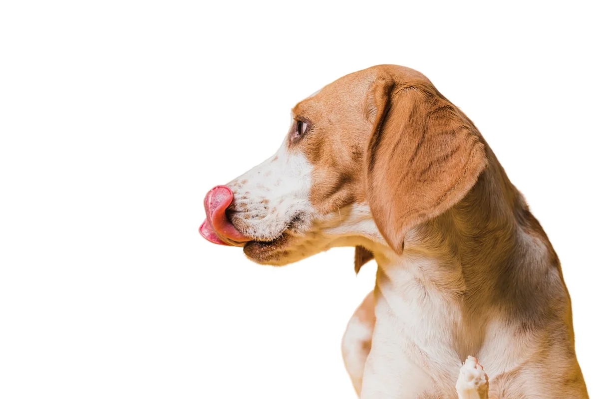 Imagem da matéria: Cão lambendo as patas em excesso pode indicar problemas físicos e mentais
