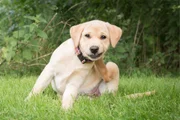 Cão lambendo as patas em excesso pode indicar problemas físicos e mentais