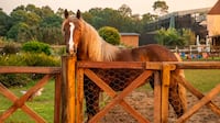 De volta às origens! Adriane Galisteu celebra retorno do microfone branco; entenda!