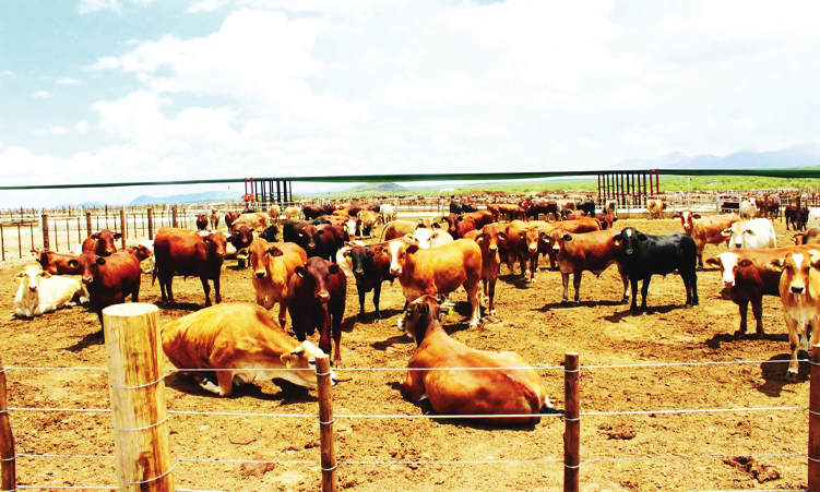 Vendedores de garrafas lutam após a proibição do Metro Katima Mulilo
