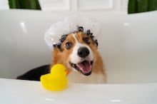 Saiba como ensinar o seu cachorro a voltar para casa