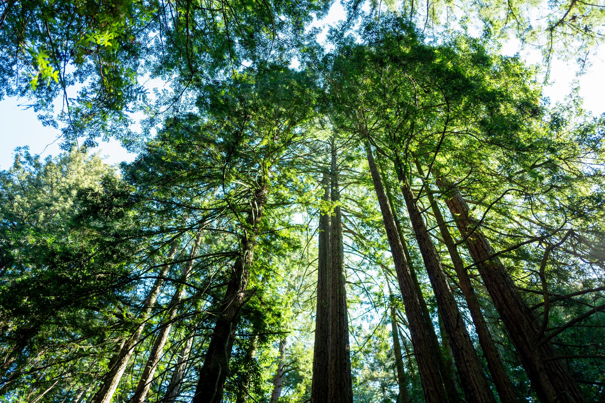 A photograph looking upward at a tall canopy of trees