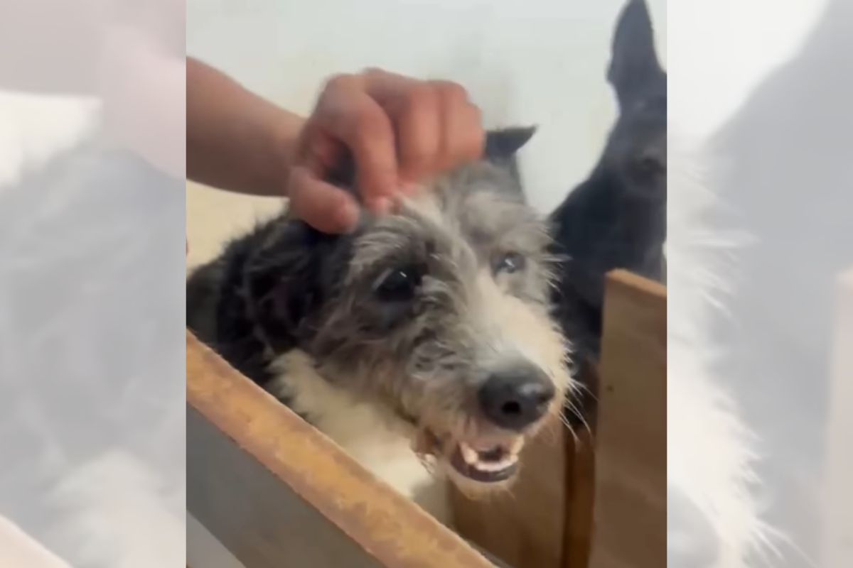Deixados para trás: cães esperam por tutores em casa após serem abandonados