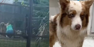 Propriet&aacute;ria de um hotel para pets em Bonito (MS) foi filmada atingindo v&aacute;rias vezes um pastor-australiano Foto: Reprodu&ccedil;&atilde;o
