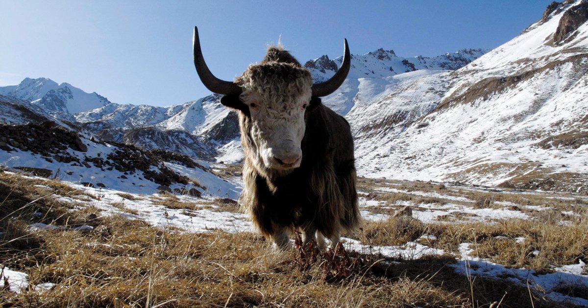 Famosa caverna siberiana rende restos de mamífero da Idade do Gelo semelhante ao iaque