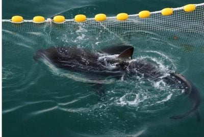 Seekor jerung yang diberi nama julukan Bukangi berenang di dalam terusan semasa operasi untuk membimbing jerung tersebut keluar dari terusan di Pelabuhan Utara di Busan, Korea Selatan. - Agensi