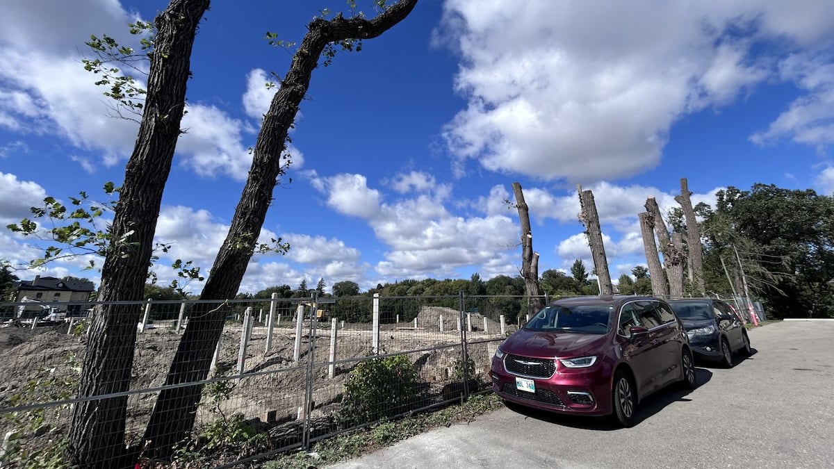 Advocates planting the seed of a tree protection law in Winnipeg's election