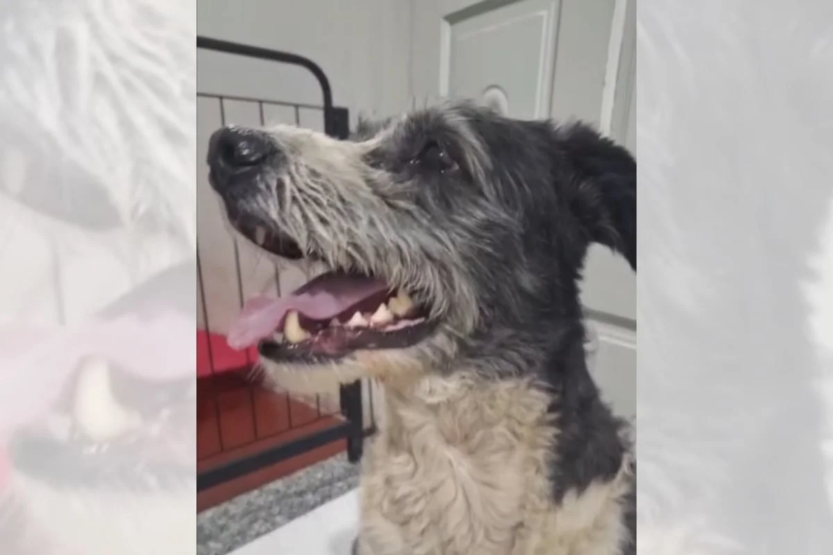 Imagem da matéria: Deixados para trás: cães esperam por tutores em casa após serem abandonados