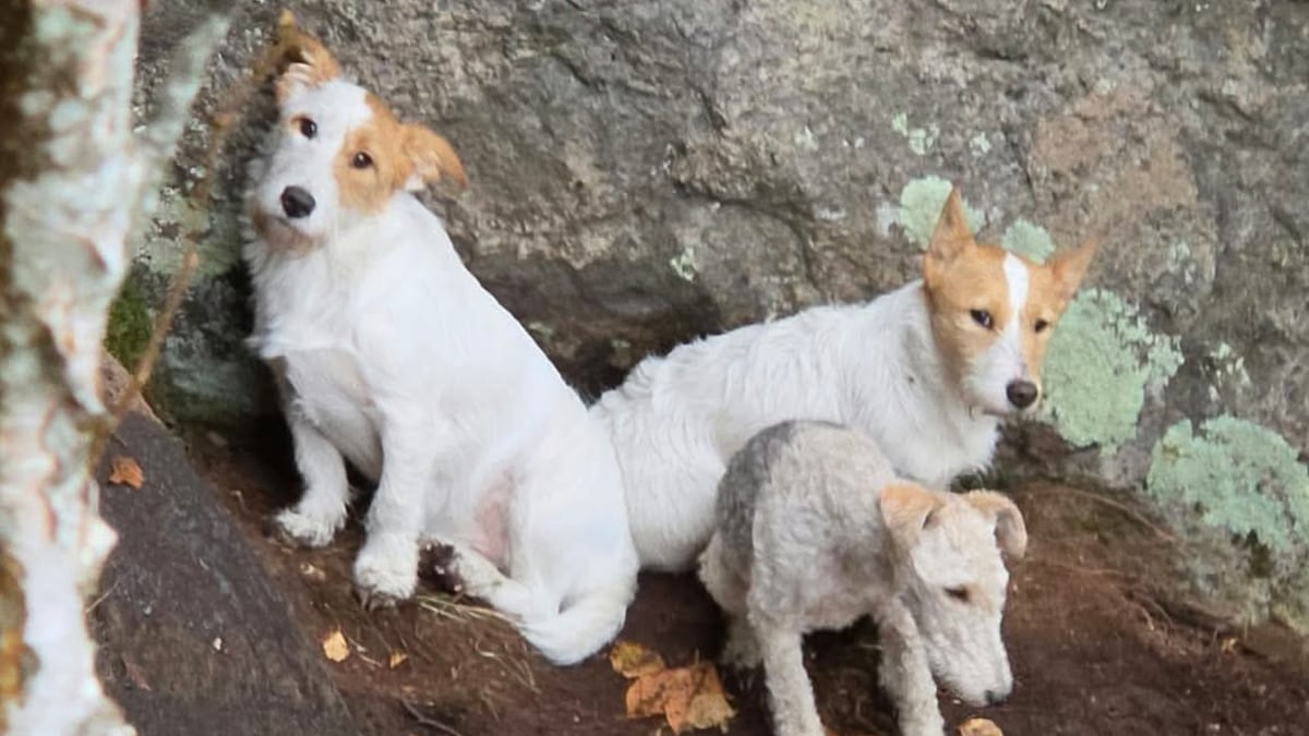 3 dogs stranded on cliff for 5 days saved by Quebec animal rescue