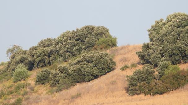 Reto visual: ¿Puedes localizar a los buitres?