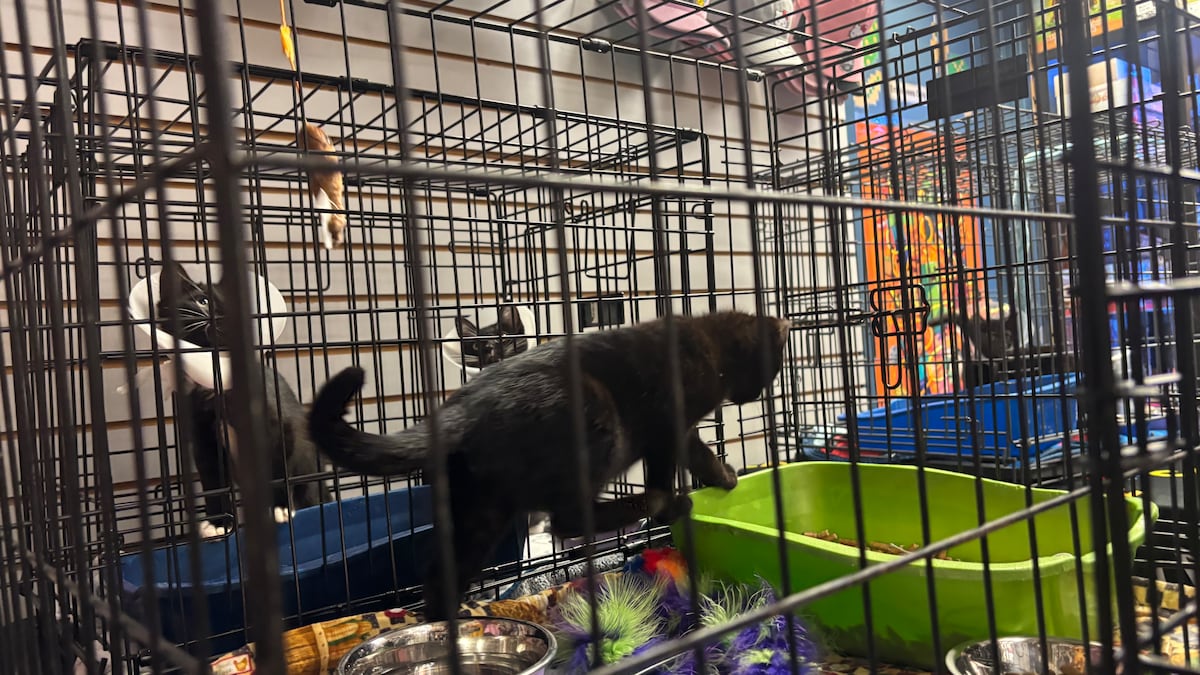 Saskatoon game store marks 20 years by helping cats find forever homes