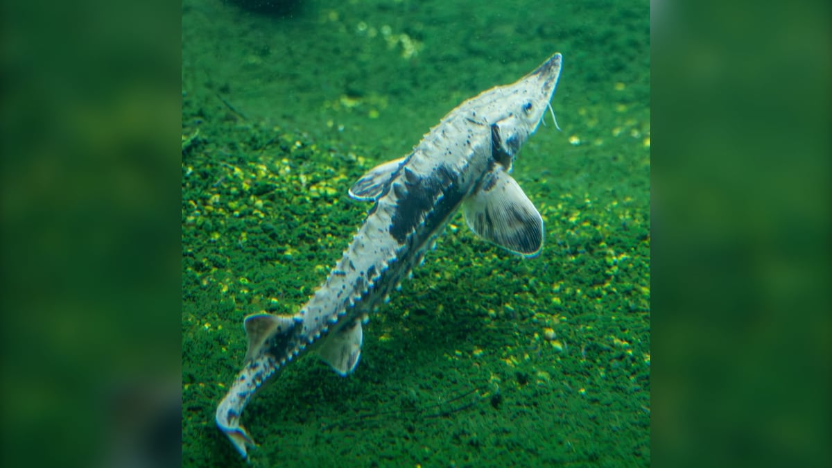 West Nipissing Inc., others, fined for destroying Lake Sturgeon habitat