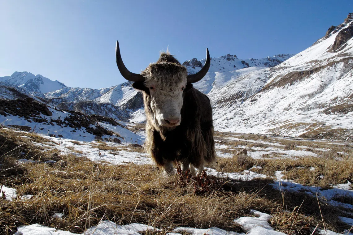 A yak grazes on a grass patch some 3,000 metres (9,842 feet) above sea level in the mountains outside Almaty November 1, 2009. REUTERS/Shamil Zhumatov/File Photo
