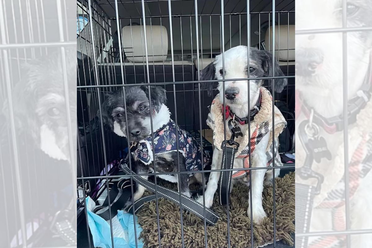 Deixados para trás: cães esperam por tutores em casa após serem abandonados